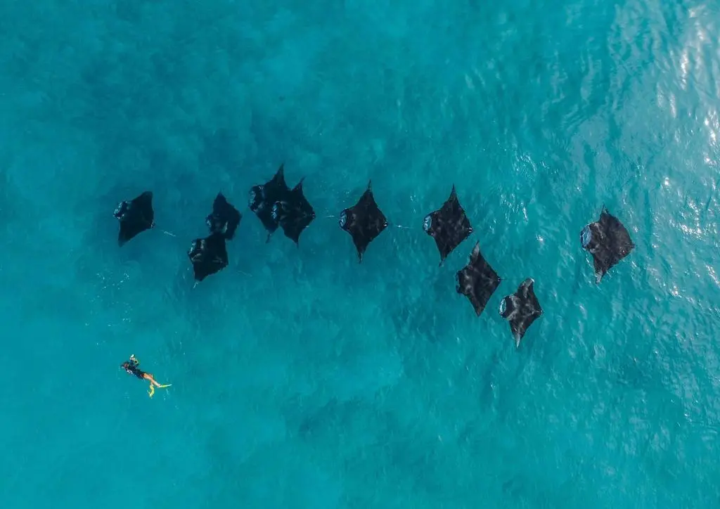 A Manta Conservation Charity Combating Climate Change