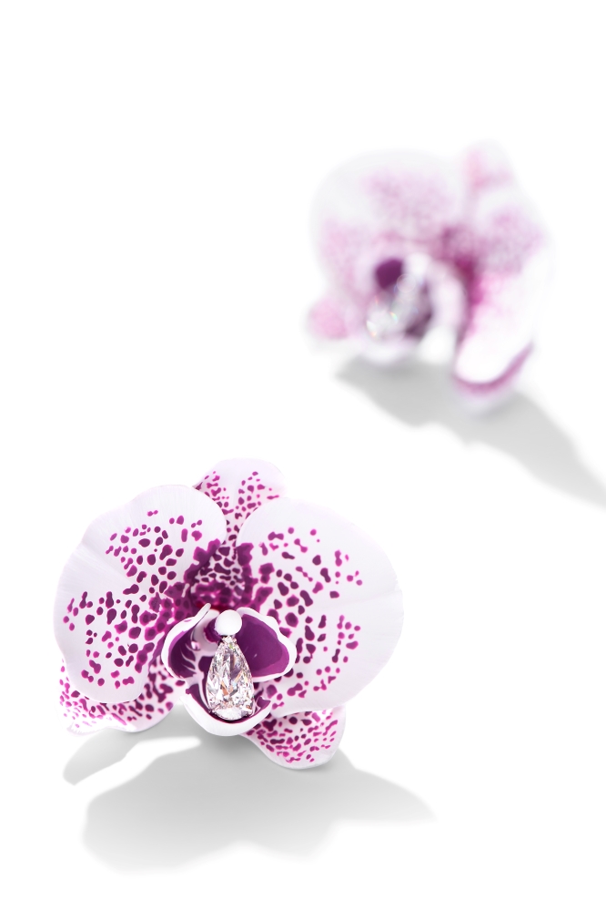 Emmanuel Tarpin - collezione orchidea